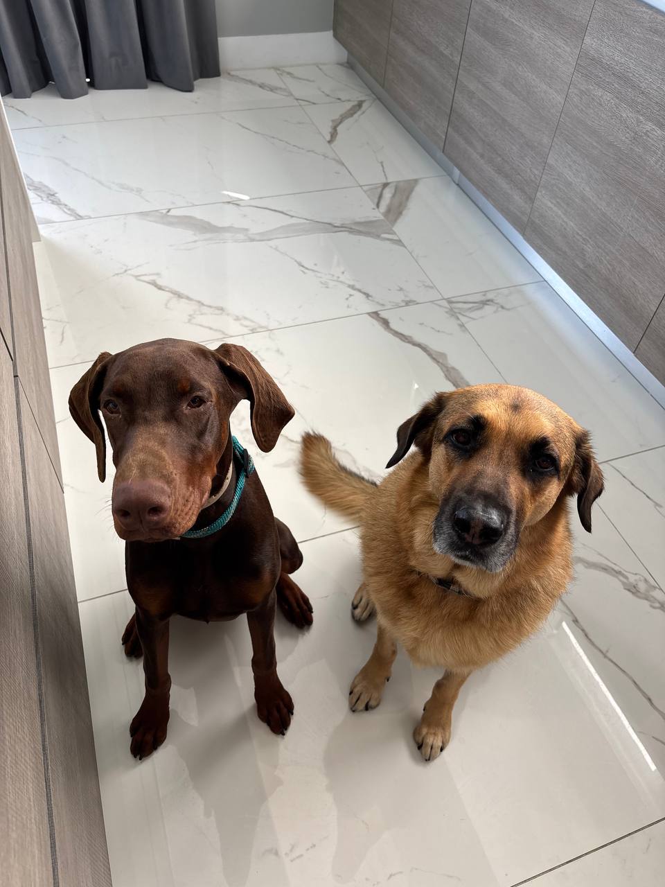 Dawson Gant's dogs Bobby the Doberman and Thatch the German Shepherd resting on a marble floor
